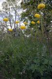 pełnik europejski Trollius europaeus rezerwat 'Bojarski Grąd' Nadbużański Park Krajobrazowy