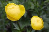 pełnik europejski Trollius europaeus rezerwat 'Bojarski Grąd' Nadbużański Park Krajobrazowy