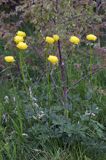 pełnik europejski Trollius europaeus rezerwat 'Bojarski Grąd' Nadbużański Park Krajobrazowy