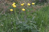 pełnik europejski Trollius europaeus rezerwat 'Bojarski Grąd' Nadbużański Park Krajobrazowy