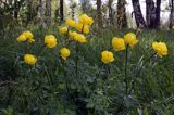 pełnik europejski Trollius europaeus rezerwat 'Bojarski Grąd' Nadbużański Park Krajobrazowy