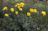 pełnik europejski Trollius europaeus rezerwat 'Bojarski Grąd' Nadbużański Park Krajobrazowy