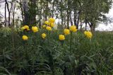 pełnik europejski Trollius europaeus rezerwat 'Bojarski Grąd' Nadbużański Park Krajobrazowy