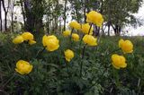 pełnik europejski Trollius europaeus rezerwat 'Bojarski Grąd' Nadbużański Park Krajobrazowy