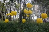 pełnik europejski Trollius europaeus rezerwat 'Bojarski Grąd' Nadbużański Park Krajobrazowy