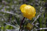 pełnik europejski Trollius europaeus rezerwat 'Bojarski Grąd' Nadbużański Park Krajobrazowy