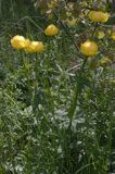 pełnik europejski Trollius europaeus rezerwat 'Bojarski Grąd' Nadbużański Park Krajobrazowy