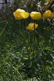 pełnik europejski Trollius europaeus rezerwat 'Bojarski Grąd' Nadbużański Park Krajobrazowy