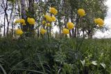 pełnik europejski Trollius europaeus rezerwat 'Bojarski Grąd' Nadbużański Park Krajobrazowy