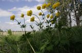 pełnik europejski Trollius europaeus rezerwat 'Bojarski Grąd' Nadbużański Park Krajobrazowy