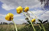 pełnik europejski Trollius europaeus rezerwat 'Bojarski Grąd' Nadbużański Park Krajobrazowy