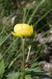 pełnik europejski Trollius europaeus rezerwat 'Bojarski Grąd' Nadbużański Park Krajobrazowy