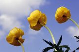 pełnik europejski Trollius europaeus rezerwat 'Bojarski Grąd' Nadbużański Park Krajobrazowy