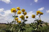 pełnik europejski Trollius europaeus rezerwat 'Bojarski Grąd' Nadbużański Park Krajobrazowy