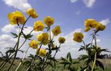 pełnik europejski Trollius europaeus rezerwat 'Bojarski Grąd' Nadbużański Park Krajobrazowy