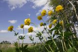 pełnik europejski Trollius europaeus rezerwat 'Bojarski Grąd' Nadbużański Park Krajobrazowy