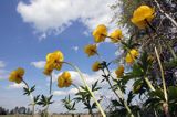 pełnik europejski Trollius europaeus rezerwat 'Bojarski Grąd' Nadbużański Park Krajobrazowy