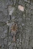 Pełzacz ogrodowy, Certhia brachydactyla