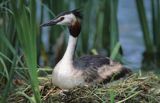 Perkoz dwuczuby Podiceps cristatus) - średni, wędrowny ptak wodny z rodziny perkozów na gnieździe