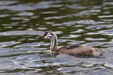 perkoz dwuczuby Podiceps cristatus podrośnięte pisklę