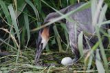 perkoz dwuczuby Podiceps cristatus na gnieździe