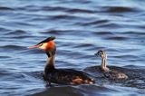 perkoz dwuczuby z pisklęciem, Podiceps cristatus