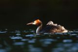 perkoz dwuczuby, Podiceps cristatus, z pisklętami