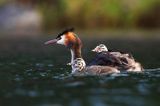 perkoz dwuczuby, Podiceps cristatus, z pisklętami