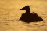 perkoz dwuczuby, Podiceps cristatus, z pisklętami