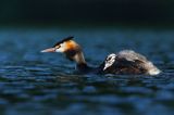 perkoz dwuczuby, Podiceps cristatus, z pisklętami