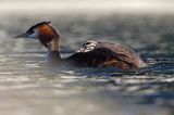 perkoz dwuczuby, Podiceps cristatus, z pisklętami