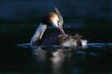 perkoz dwuczuby, Podiceps cristatus, poranna toaleta