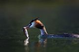 perkoz dwuczuby, Podiceps cristatus, z rybką