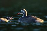 perkoz dwuczuby, Podiceps cristatus, rodzeństwo