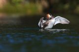 perkoz dwuczuby, Podiceps cristatus, poranna toaleta