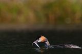 perkoz dwuczuby, Podiceps cristatus, z rybką