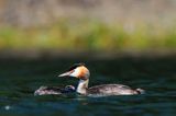 perkoz dwuczuby, Podiceps cristatus, z pisklętami