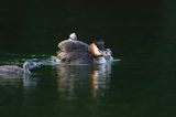 perkoz dwuczuby, Podiceps cristatus, z pisklętami