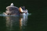 perkoz dwuczuby, Podiceps cristatus, z pisklętami