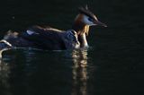 perkoz dwuczuby, Podiceps cristatus, z pisklętami