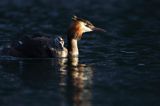 perkoz dwuczuby, Podiceps cristatus, z pisklętami