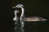 perkoz dwuczuby, Podiceps cristatus, rodzeństwo