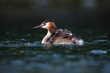 perkoz dwuczuby, Podiceps cristatus, z pisklętami