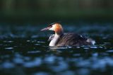 perkoz dwuczuby, Podiceps cristatus, z pisklętami