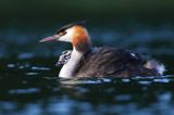 perkoz dwuczuby, Podiceps cristatus, z pisklętami