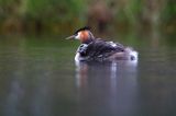 perkoz dwuczuby, Podiceps cristatus, z pisklętami