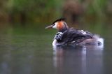 perkoz dwuczuby, Podiceps cristatus, z pisklętami