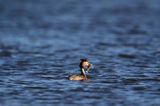 perkoz dwuczuby, Podiceps cristatus, z rybką