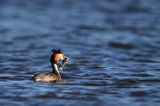 perkoz dwuczuby, Podiceps cristatus, z rybką