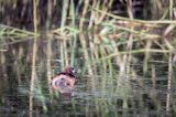 Perkozek zwyczajny, perkozek, Tachybaptus ruficollis